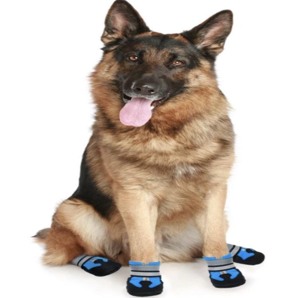 A Dog Wearing The Blue Air Mesh Shoes