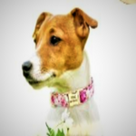 Load image into Gallery viewer, Personalized Engraved Dog Tag Collar
