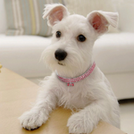 Load image into Gallery viewer, A Dog Wearing The Rhinestone bling Dog Collar
