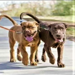 Load image into Gallery viewer, 2 Dogs on A Toggy Doggy Dual Dog Leash
