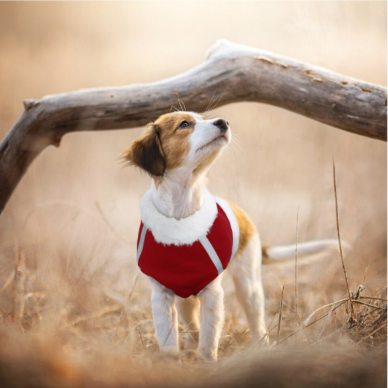 A  Dog Wearing A Red Fleece Dog Harness & Leash Set