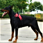 Load image into Gallery viewer, A Dog Wearing A Red Heavy Duty Padded Dog Harness
