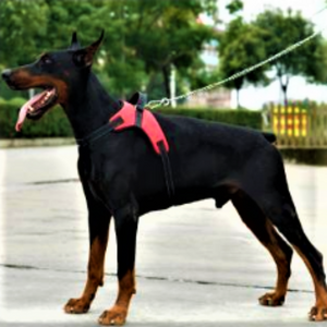 A Dog Wearing A Red Heavy Duty Padded Dog Harness