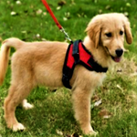 Load image into Gallery viewer, A Dog Wearing A Red Heavy Duty Padded Dog Harness
