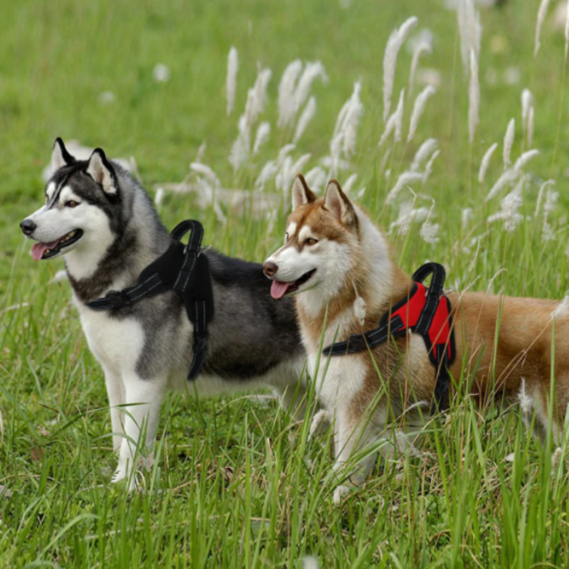 2 Dogs Wearing A Black And Red Heavy Duty Padded Dog Harness