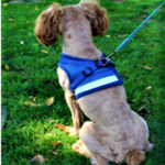 Load image into Gallery viewer, A Dog Showing The Back Of The Blue Reflective Dog Mesh Harness
