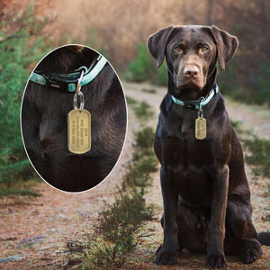 A Dog Wearing A Solid Metal Military Style Bronze Dog Tag