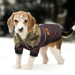 Load image into Gallery viewer, A Dog Wearing The Fur Collared Brown Leather Dog Jacket
