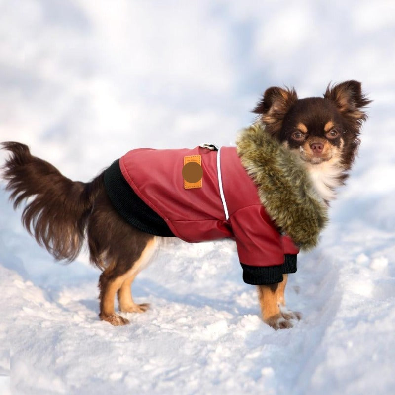 A Dog Wearing The Fur Collared Red Leather Dog Jacket