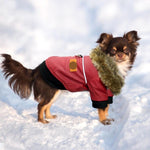 Load image into Gallery viewer, A Dog Wearing The Fur Collared Red Leather Dog Jacket
