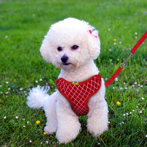 Rhinestone Dog Harness & Leash, Red,Pink,Blue,Black, S & L