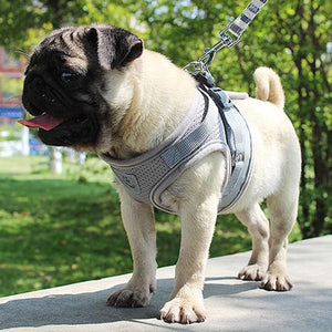 A Dog Wearing A Gray Reflective Dog Mesh Harness
