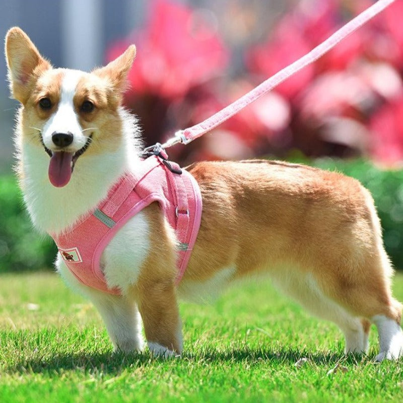 A Dog Wearing A Pink Corduroy Harness & Leash Set