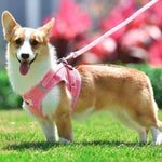 Load image into Gallery viewer, A Dog Wearing A Pink Corduroy Harness &amp; Leash Set
