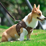 Load image into Gallery viewer, A Dog Wearing A Brown Corduroy Harness &amp; Leash Set
