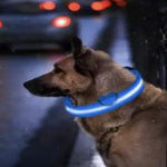 Load image into Gallery viewer, A Dog Wearing A Glow In The Dark Dog Collar
