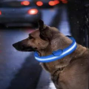 A Dog Wearing A Glow In The Dark Dog Collar
