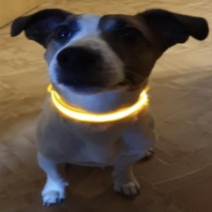 A Dog Wearing A Yellow Glow In The Dark Dog Collar