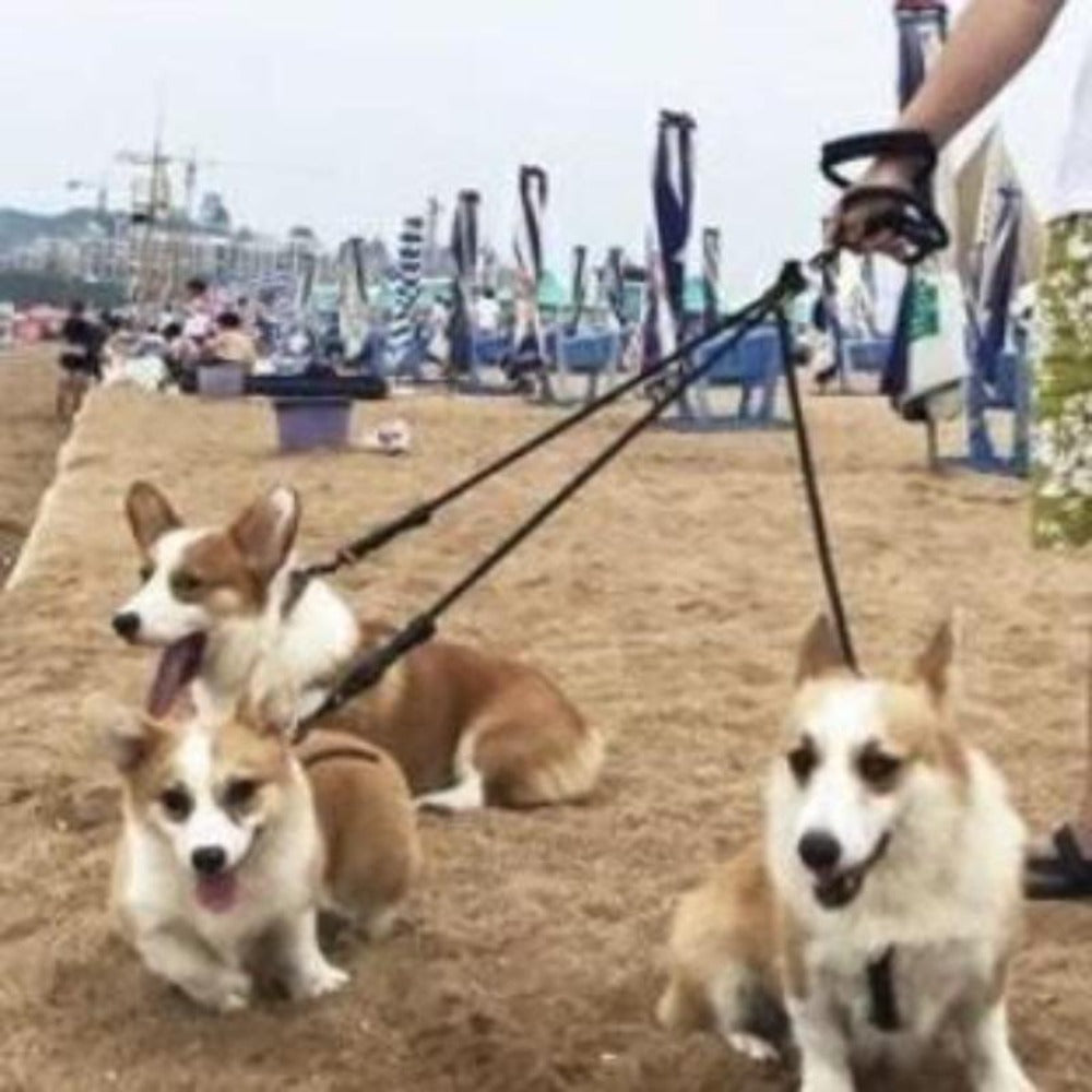 3 Dogs On A Detachable Triple Dog Leash