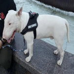 Load image into Gallery viewer, A Dog Wearing A Reflective Dog Vest Harness

