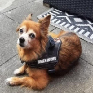 A Dog Wearing A Reflective Dog Vest Harness
