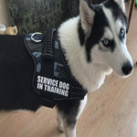 Load image into Gallery viewer, A Dog Wearing A Blue Camo Reflective Dog Vest Harness

