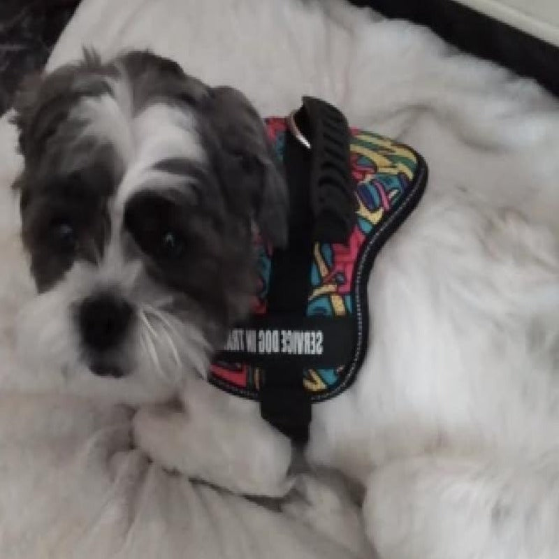 A Dog Wearing A Color Doodle Reflective Dog Vest Harness