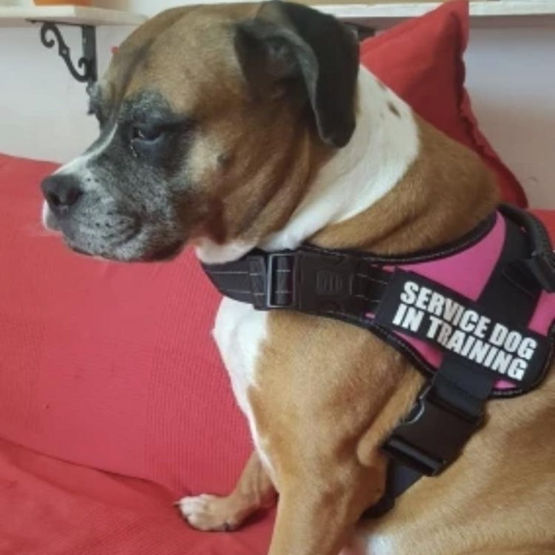 A Dog Wearing A Pink Reflective Dog Vest Harness