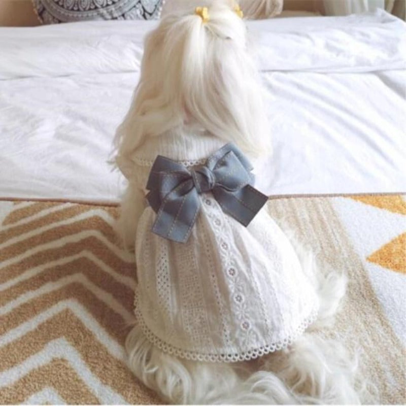 A Dog Wearing A Big Blue Bow On Eyelet Pattern Dog Dress