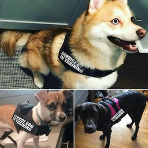Dogs Wearing The Reflective Dog Vest Harness