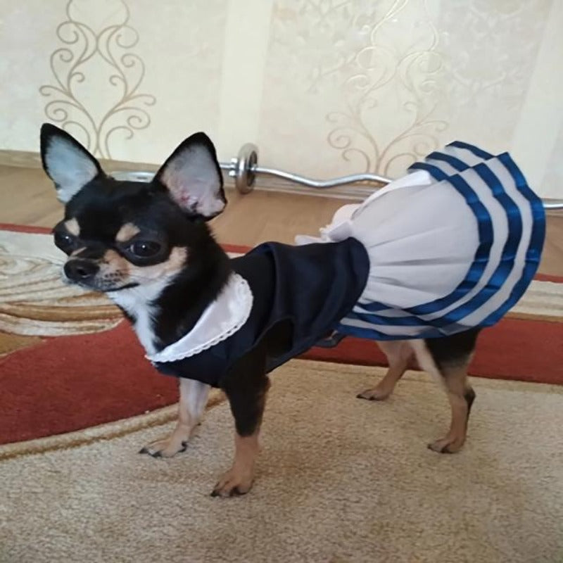 A Dog Wearing A Blue Sailor Dog Dress