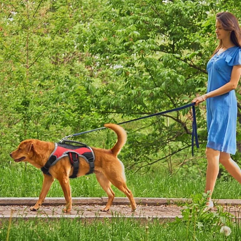 A Woman Walking A Dog Wearing A Toggy Doggy Red Reflective Training Dog Vest Harness On A Leash