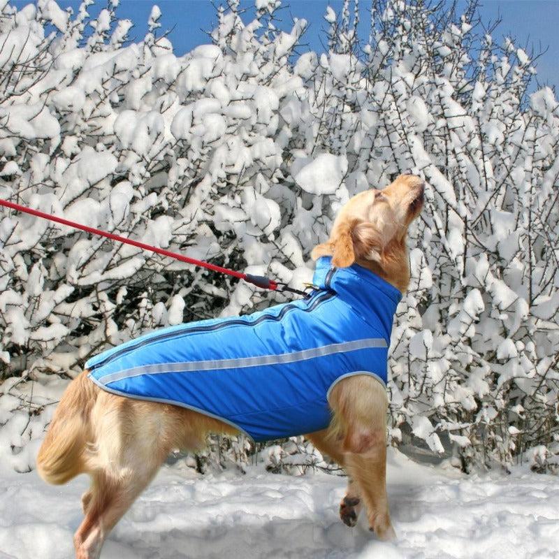 A Dog Wearing The Blue Outdoor Reflective Dog Vest