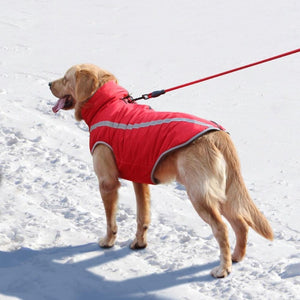 A Dog Wearing The Red Outdoor Reflective Dog Vest