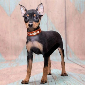 Leather Rhinestone Dog Collar, S, M