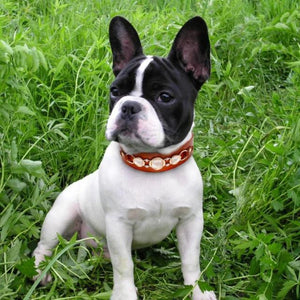 Leather Rhinestone Dog Collar, S, M