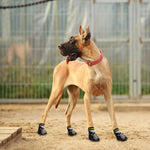 Load image into Gallery viewer, A Dog Wearing The Rubber Doggy Socks
