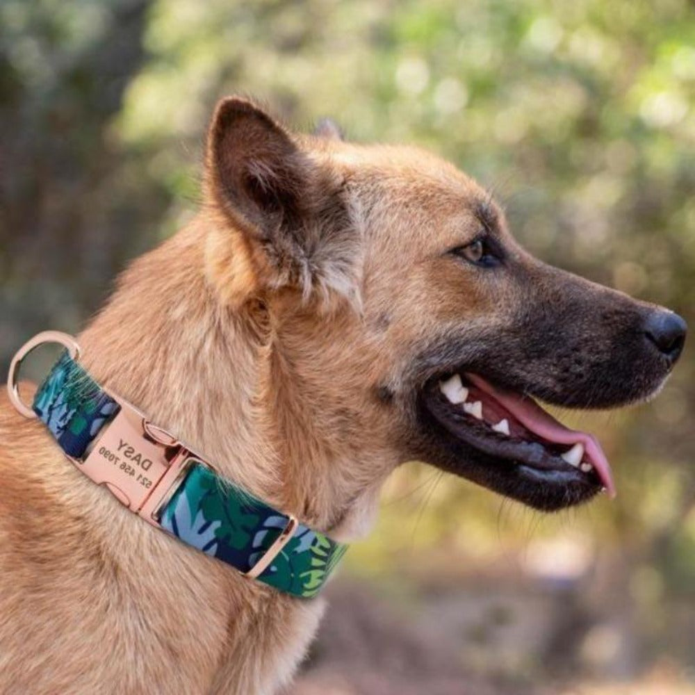 A Dog Wearing A Blue-Green Nylon Customized Engraved Tag Collar with Metal Buckle and D-Ring