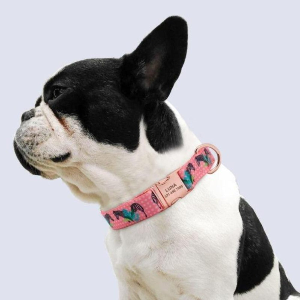 A dog wearing a Pink Nylon Customized Engraved Tag Collar with Metal Buckle and D-Ring