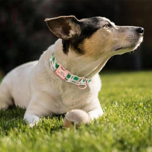A dog wearing a Checkered Green Nylon Customized Engraved Tag Collar with Metal Buckle and D-Ring