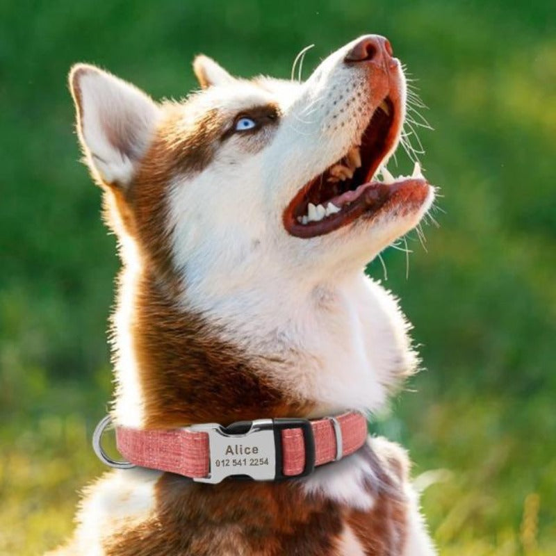 A dog wearing the Pink Adjustable Personalized Tag Collar