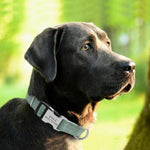 Load image into Gallery viewer, A dog wearing the Green Adjustable Personalized Tag Collar
