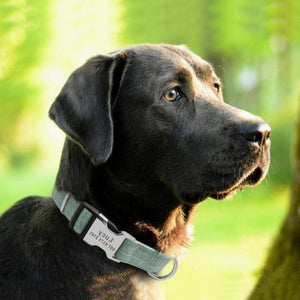 A dog wearing the Green Adjustable Personalized Tag Collar