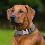 Load image into Gallery viewer, A dog wearing the Black Adjustable Personalized Tag Collar
