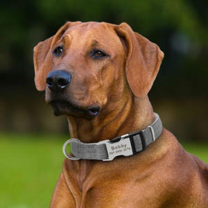 A dog wearing the Black Adjustable Personalized Tag Collar