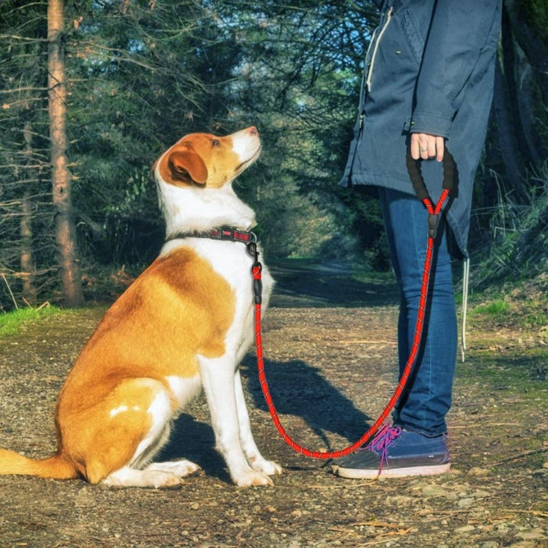 A Man Walking A Dog On A  Red Reflective Long Dog Leash