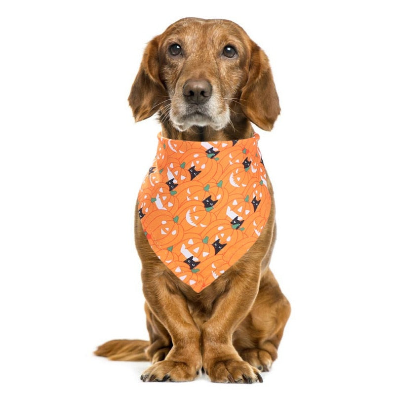 A Dog Wearing An Orange Pumpkin Halloween Dog Scarf Bandana