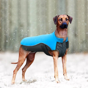 A Dog Wearing The Blue Warm Reflective Dog Vest
