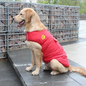 A Dog Wearing The Red Double Sided Dog Vest