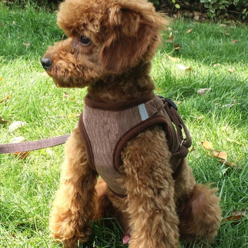A Dog Wearing A Brown Corduroy Harness & Leash Set